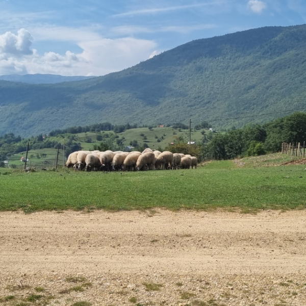 Apteki i opieka medyczna w Czarnogórze: jak to działa, ceny, recepty i język – praktyczny przewodnik